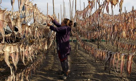 A resident collects dried fish, to be sold at the market, outside her home in Coronel town, some 550 km (335 miles) southwest of Santiago Ma A resident collects dried fish, to be sold at the market, outside her home in Coronel town, some 550 km (335 miles) southwest of Santiago Ma