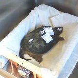 Snapping turtle (Delevan golf course beating from June 10th) Snapping turtle (Delevan golf course beating from June 10th)