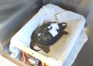 Snapping turtle (Delevan golf course beating from June 10th) Snapping turtle (Delevan golf course beating from June 10th)