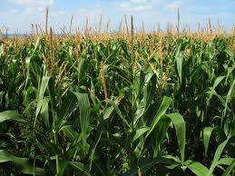 Corn Field Corn Field