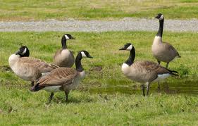 Canadian Geese Canadian Geese