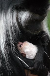 Mother and baby Angolan colobus monkey Mother and baby Angolan colobus monkey