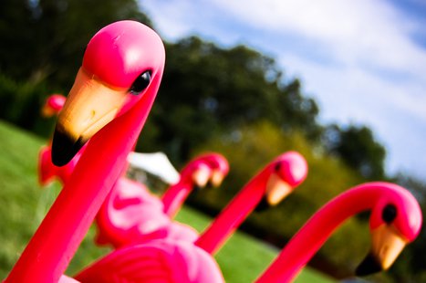 Pink flamingo (Photo courtesy of Ryan Hyde) Pink flamingo (Photo courtesy of Ryan Hyde)