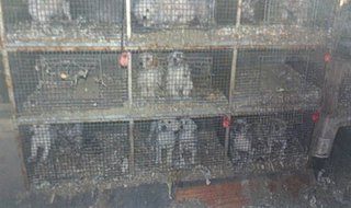 Dogs seized from Darcy Smith. Dogs seized from Darcy Smith.