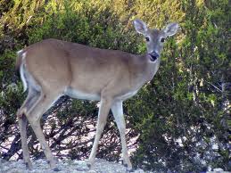 doe doe