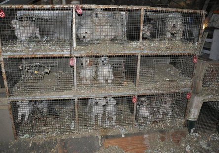 Confiscated Wheatland Dogs Confiscated Wheatland Dogs