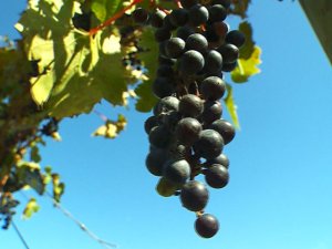 Minnesota wine industry grapes Minnesota wine industry grapes
