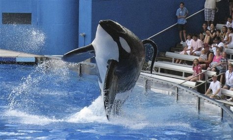 Tillikum, a killer whale at SeaWorld amusement park, performs during the show "Believe" in Orlando in this September 3, 2009 file photo. REU Tillikum, a killer whale at SeaWorld amusement park, performs during the show "Believe" in Orlando in this September 3, 2009 file photo. REU