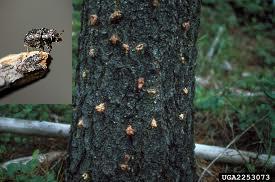 South Dakota and other states Uphold Current Black Hills National Forest Plan Addressing Pine Beetle Infestation. (KELO AM KELQ FM) South Dakota and other states Uphold Current Black Hills National Forest Plan Addressing Pine Beetle Infestation. (KELO AM KELQ FM)