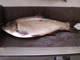 Silver Carp caught in James River Silver Carp caught in James River