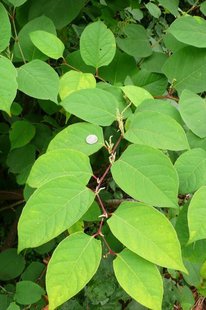 Japanese Knotweed Japanese Knotweed