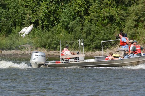 Silver Carp Silver Carp
