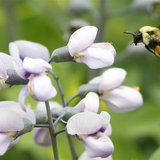 A bumble bee searches for pollen during a spring day in New York, May 23, 2012. REUTERS/Brendan McDermid A bumble bee searches for pollen during a spring day in New York, May 23, 2012. REUTERS/Brendan McDermid