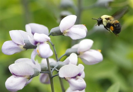 A bumble bee searches for pollen during a spring day in New York, May 23, 2012. REUTERS/Brendan McDermid A bumble bee searches for pollen during a spring day in New York, May 23, 2012. REUTERS/Brendan McDermid