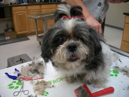 Dog being cared for by Casselton Veterinary Clinic after being seized from Wheatland, N.D. breeder Dog being cared for by Casselton Veterinary Clinic after being seized from Wheatland, N.D. breeder