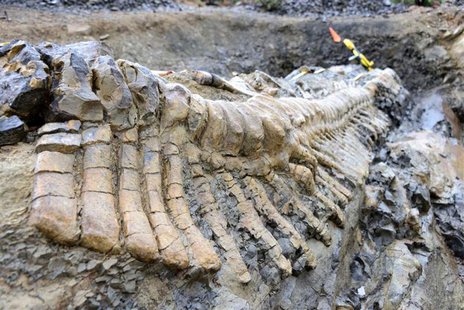 A fossilized tail of a duck-billed dinosaur, or hadrosaur, is seen in the Municipality of General Cepeda, Coahuila in this handout picture b A fossilized tail of a duck-billed dinosaur, or hadrosaur, is seen in the Municipality of General Cepeda, Coahuila in this handout picture b