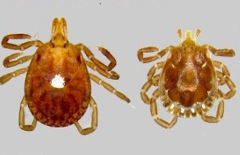 Lone Star ticks Lone Star ticks