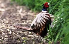 Pheasant Pheasant