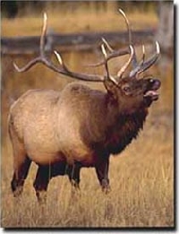 Elk Elk