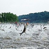 Asian carp Asian carp