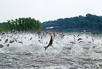 Asian carp Asian carp