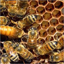 Honeybees Honeybees