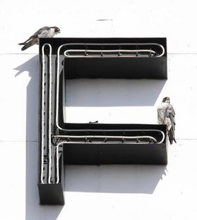 Fargo Peregrine Falcons Fargo Peregrine Falcons