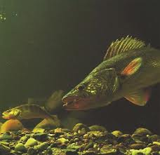 Walleye Walleye