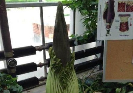 Corpse flower Corpse flower