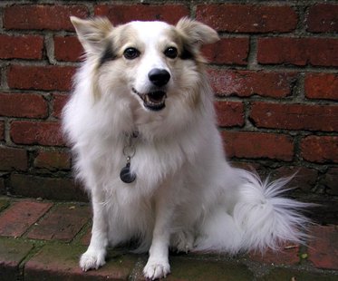 The first Community Dog Festival is this Saturday. The first Community Dog Festival is this Saturday.