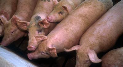Pigs Pigs