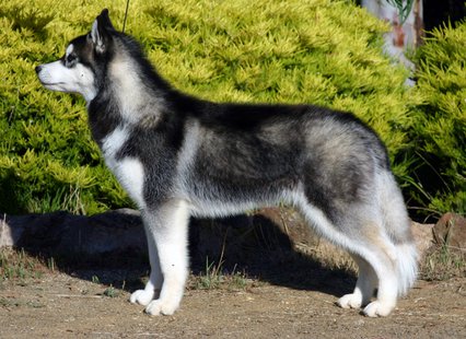 Siberian Husky (Photo by: Utopialand/Wikimedia Commons). Siberian Husky (Photo by: Utopialand/Wikimedia Commons).