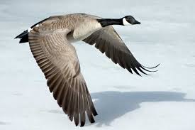 Canada goose Canada goose