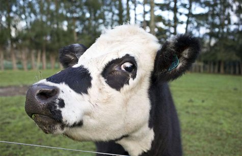 A cow is seen near the fence of a pastoral farm near Auckland August 6, 2013. REUTERS/Nigel Marple A cow is seen near the fence of a pastoral farm near Auckland August 6, 2013. REUTERS/Nigel Marple