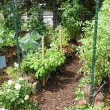 Vegetables and flowers growing in garden. (Photo by: GradyJames/Wikimedia Commons). Vegetables and flowers growing in garden. (Photo by: GradyJames/Wikimedia Commons).