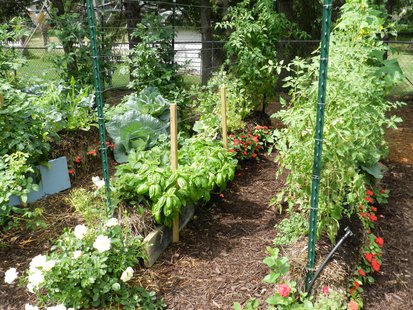 Vegetables and flowers growing in garden. (Photo by: GradyJames/Wikimedia Commons). Vegetables and flowers growing in garden. (Photo by: GradyJames/Wikimedia Commons).