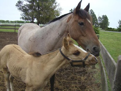 Cloned horse BS Nandubay Bicentenario and its mother Perdida Puestera (rear), are shown at a Buenos Aires' farm October 10, 2010. REUTERS/Ha Cloned horse BS Nandubay Bicentenario and its mother Perdida Puestera (rear), are shown at a Buenos Aires' farm October 10, 2010. REUTERS/Ha