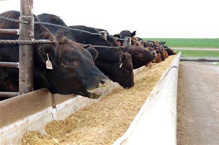 Beef cattle feed on the Wulf farm in this June 27, 2008 file photo.
Credit: Reuters/Diane Bartz Beef cattle feed on the Wulf farm in this June 27, 2008 file photo.
Credit: Reuters/Diane Bartz