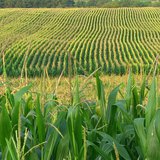 corn field corn field