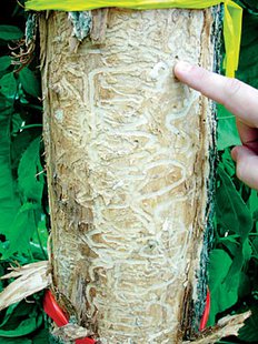 Green ash killed by EAB showing D-shaped exit holes (Photo courtesy of David Roberts, Michigan State University) Green ash killed by EAB showing D-shaped exit holes (Photo courtesy of David Roberts, Michigan State University)