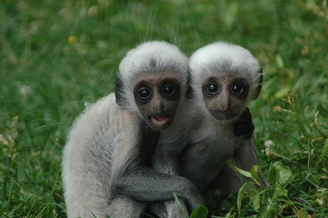 Lake Superior Zoo baby Angolan Colobus Monkeys Lake Superior Zoo baby Angolan Colobus Monkeys