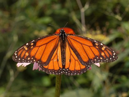 A male Monarch butterfly A male Monarch butterfly