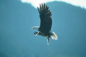 Bald Eagle Bald Eagle