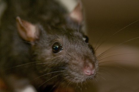 Rat (Photo by: ArtBrom/Flickr) Rat (Photo by: ArtBrom/Flickr)