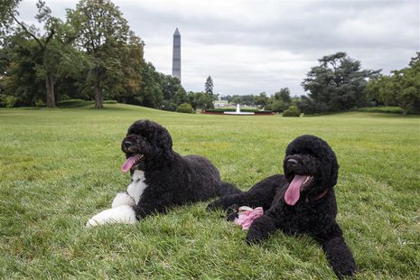 Bo (L) and Sunny, the Obama family's new puppy, are pictured on the South Lawn of the White House in Washington in this photo released on Au Bo (L) and Sunny, the Obama family's new puppy, are pictured on the South Lawn of the White House in Washington in this photo released on Au