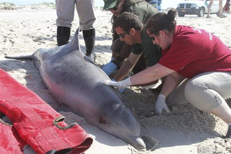 Officials examine a dead bottlenose dolphin that washed ashore on the Long Island, New York shoreline in this August 9, 2013 file handout ph Officials examine a dead bottlenose dolphin that washed ashore on the Long Island, New York shoreline in this August 9, 2013 file handout ph