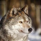 Wolf Wolf