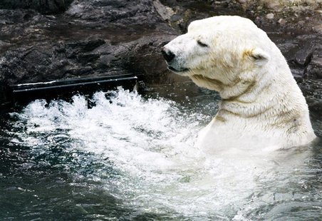 Gus, a 17-year-old polar bear, frolics near the vent of a water circulation system called "endless pool," which simulates a natural current, Gus, a 17-year-old polar bear, frolics near the vent of a water circulation system called "endless pool," which simulates a natural current,