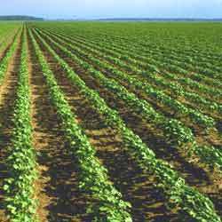 Crops Crops