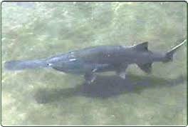 Paddlefish Paddlefish
